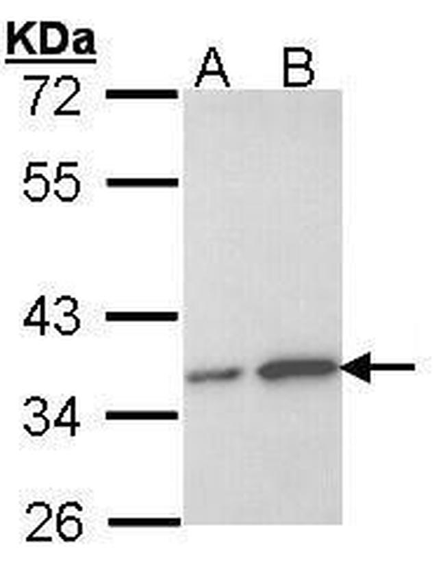 OTUB1 Antibody in Western Blot (WB)