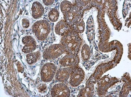 TMED9 Antibody in Immunohistochemistry (Paraffin) (IHC (P))