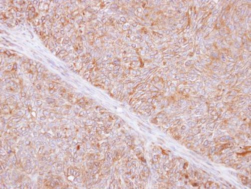 TMED9 Antibody in Immunohistochemistry (Paraffin) (IHC (P))