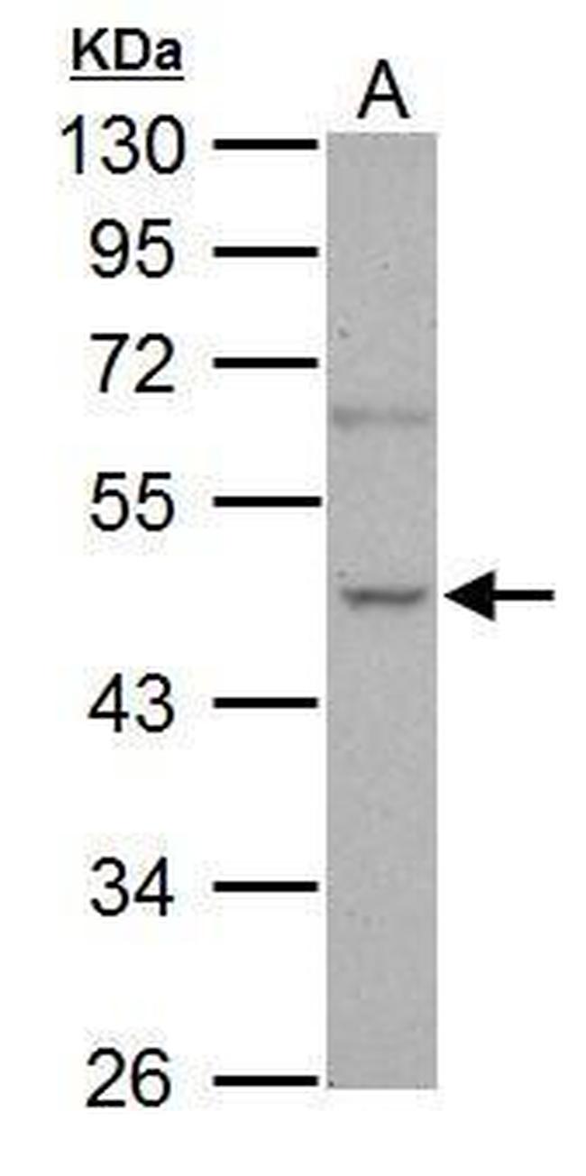 NOVA1 Antibody in Western Blot (WB)