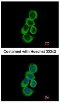 BHMT Antibody in Immunocytochemistry (ICC/IF)