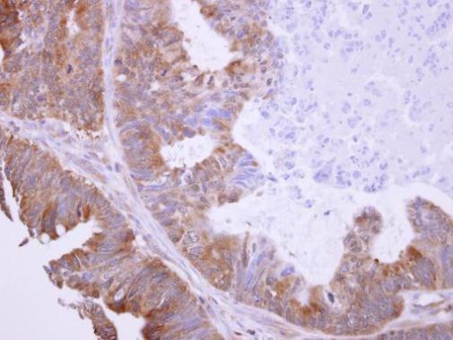 BHMT Antibody in Immunohistochemistry (Paraffin) (IHC (P))