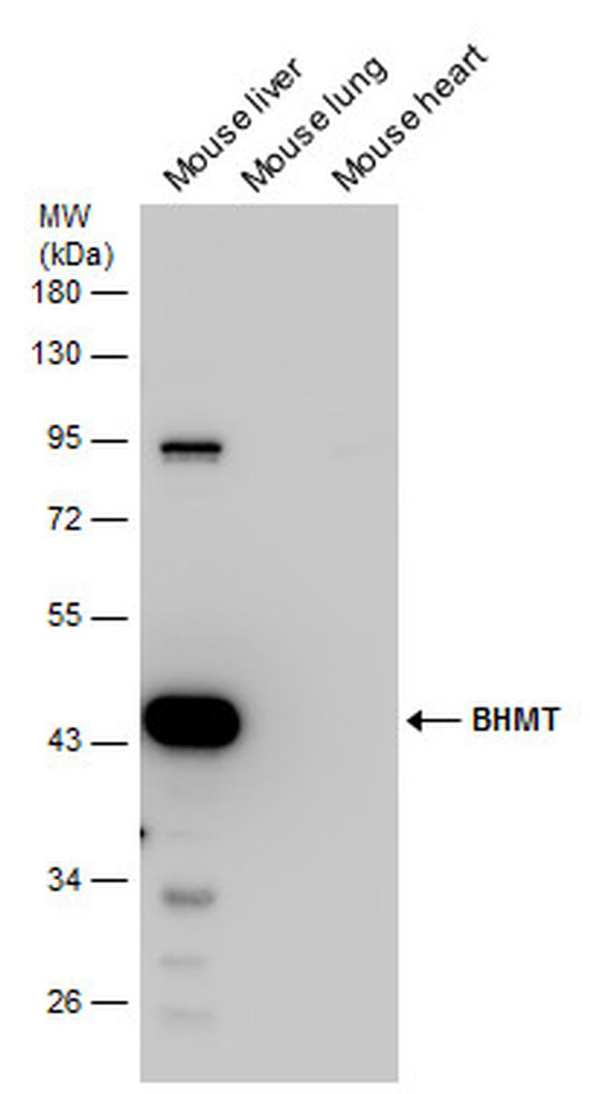 BHMT Antibody in Western Blot (WB)