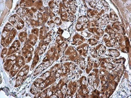 CRHSP-24 Antibody in Immunohistochemistry (Paraffin) (IHC (P))