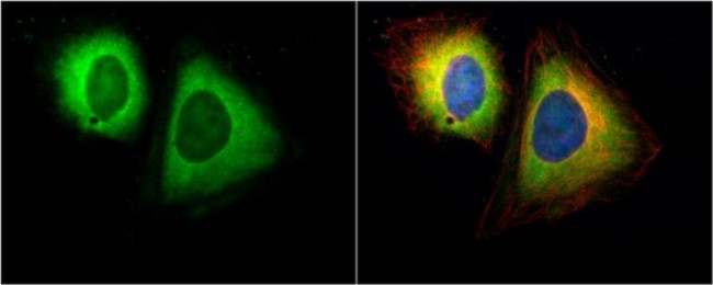 RANBP1 Antibody in Immunocytochemistry (ICC/IF)