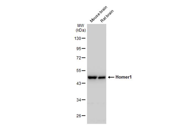 HOMER1 Antibody in Western Blot (WB)