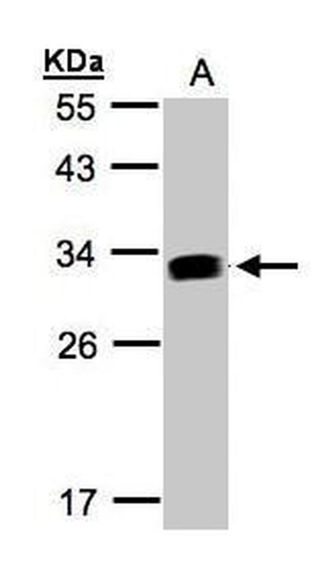 IFI30 Antibody in Western Blot (WB)