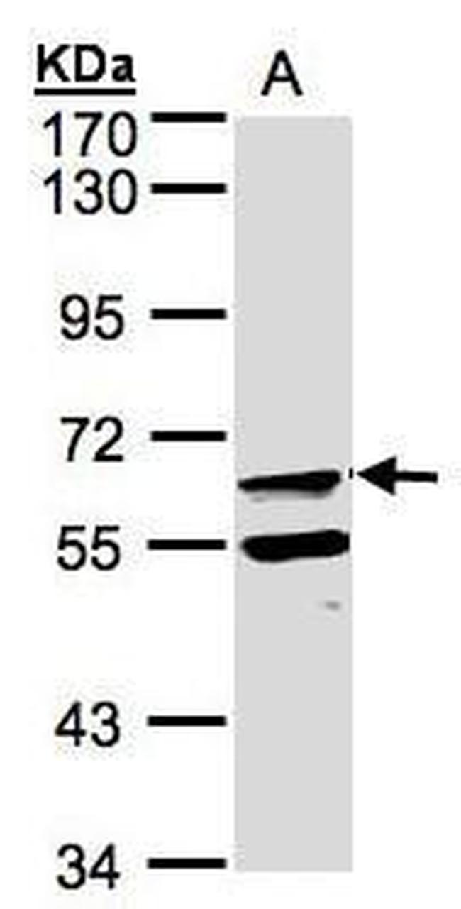 FPGT Antibody in Western Blot (WB)