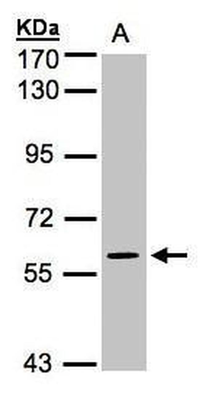 MAPK4 Antibody in Western Blot (WB)