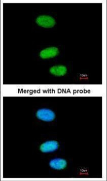 SOX13 Antibody in Immunocytochemistry (ICC/IF)