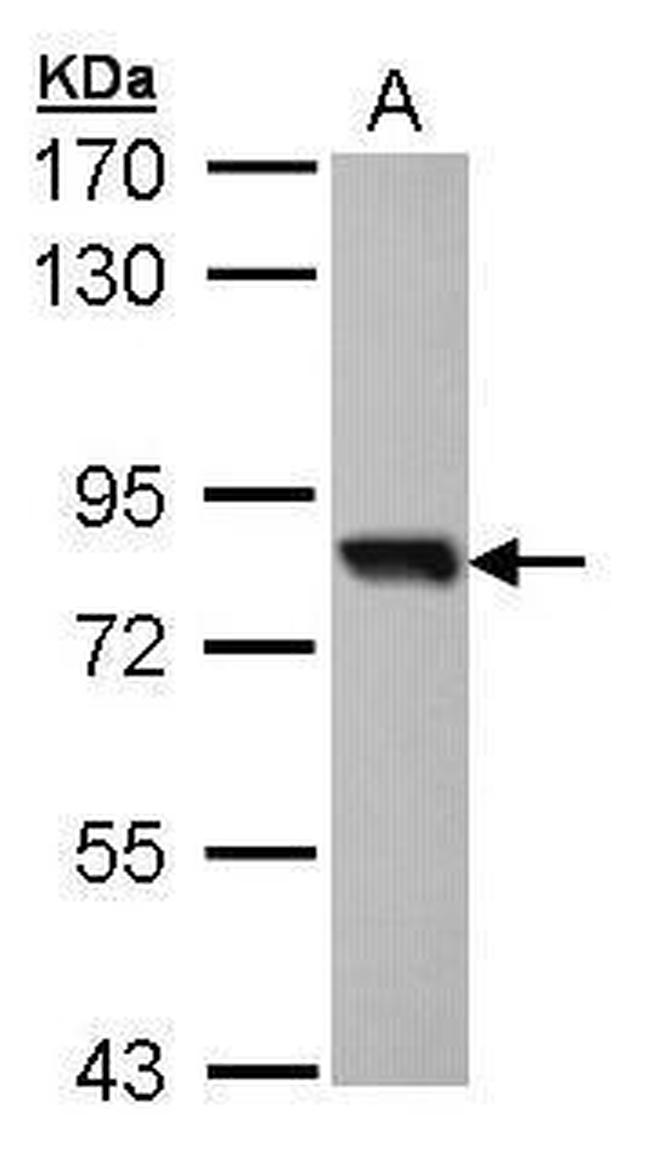 SOX13 Antibody in Western Blot (WB)