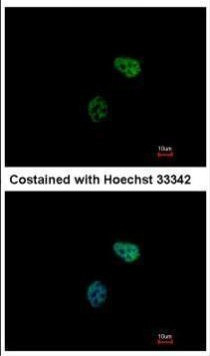 PSMC6 Antibody in Immunocytochemistry (ICC/IF)