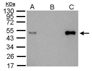 LDB1 Antibody in Immunoprecipitation (IP)