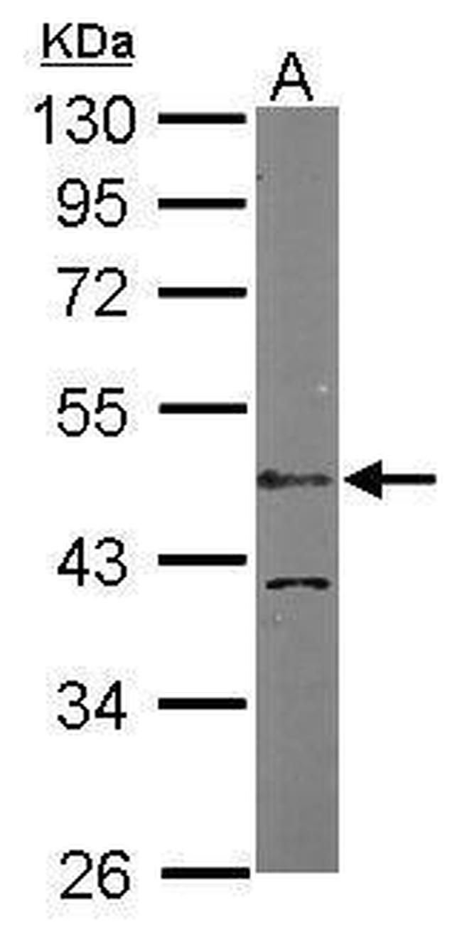 LDB1 Antibody in Western Blot (WB)