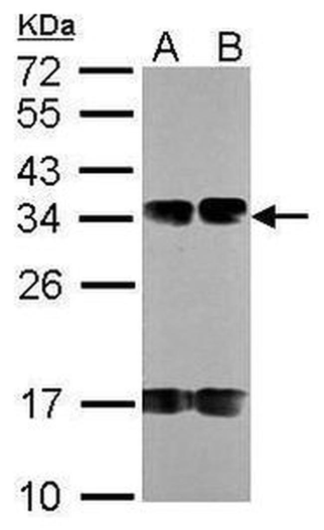 FUS2 Antibody in Western Blot (WB)