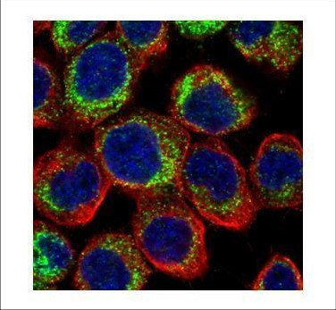 PDE4D Antibody in Immunocytochemistry (ICC/IF)