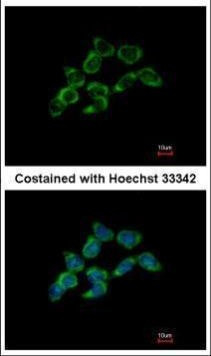 DDAH1 Antibody in Immunocytochemistry (ICC/IF)