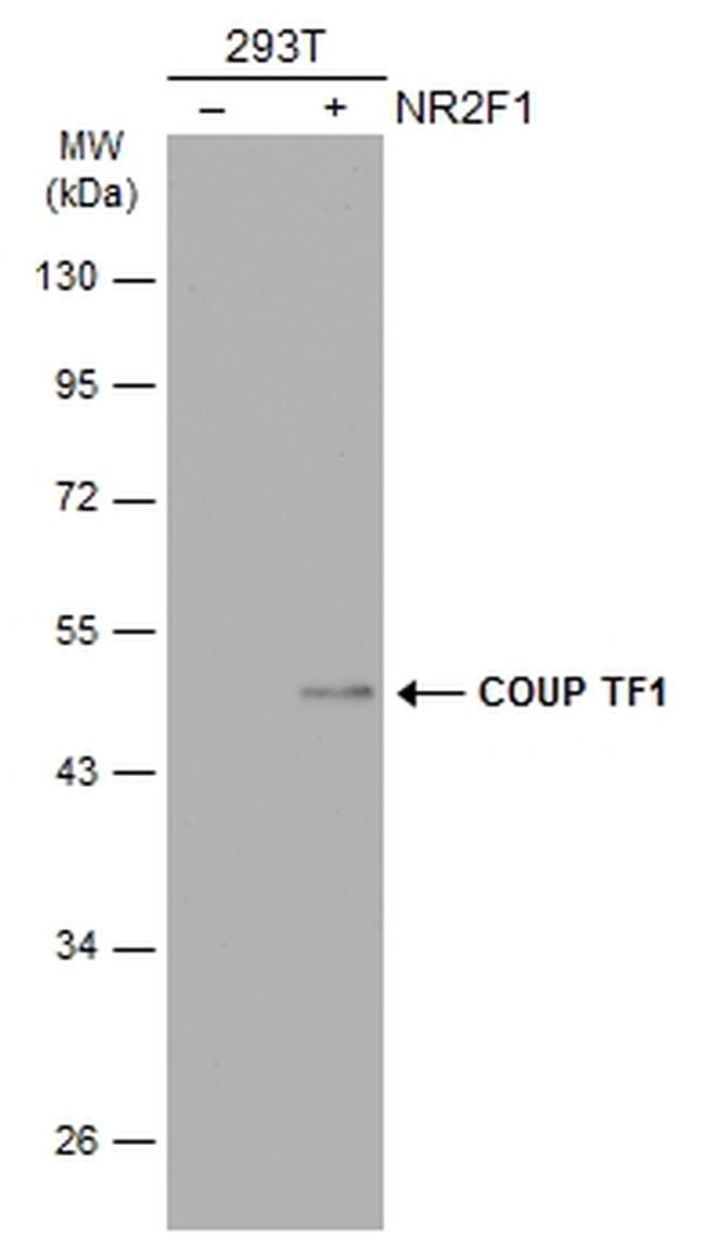 NR2F1 Antibody in Western Blot (WB)
