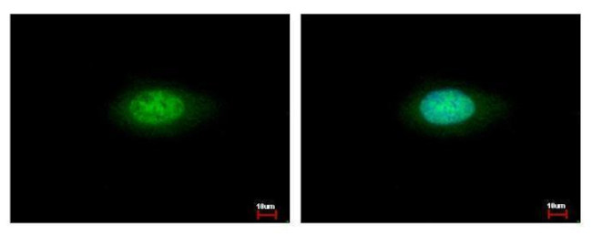 Annexin A7 Antibody in Immunocytochemistry (ICC/IF)