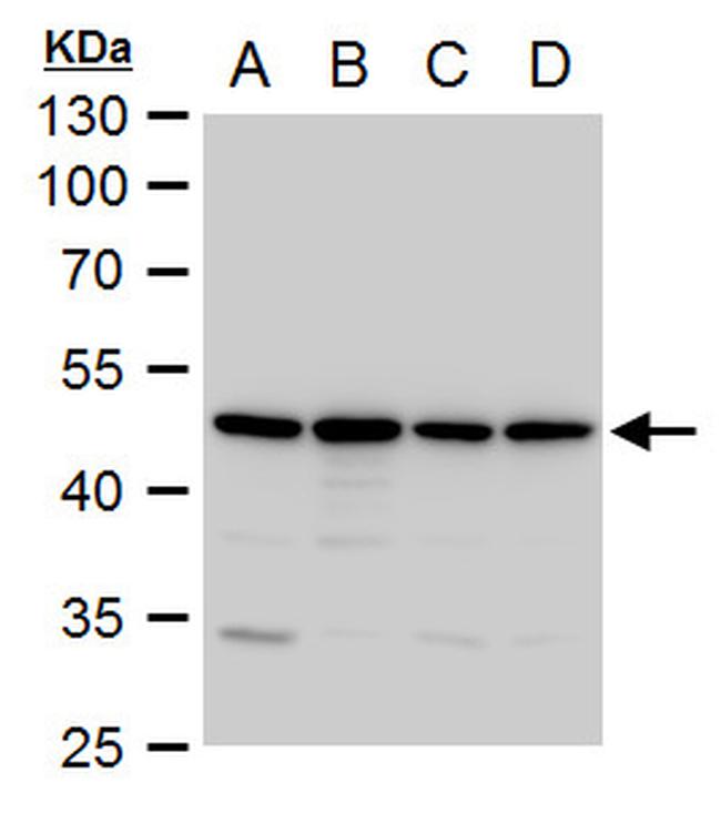 Annexin A7 Antibody in Western Blot (WB)