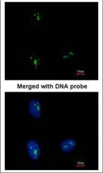 KRR1 Antibody in Immunocytochemistry (ICC/IF)