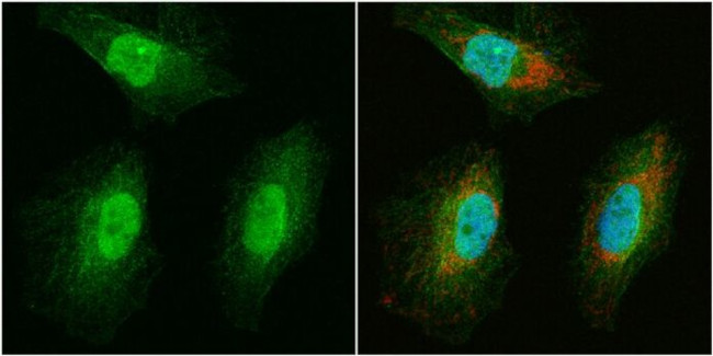 WBSCR22 Antibody in Immunocytochemistry (ICC/IF)