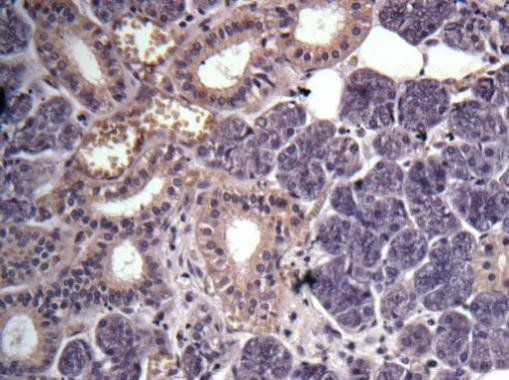 GPR114 Antibody in Immunohistochemistry (Paraffin) (IHC (P))