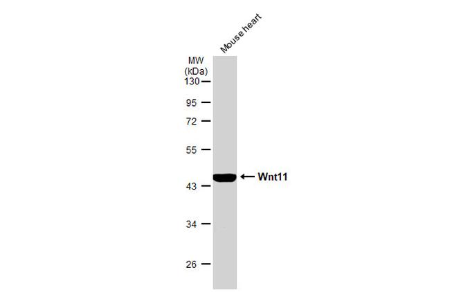 WNT11 Antibody in Western Blot (WB)