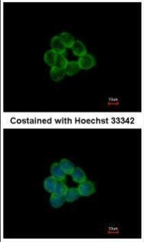 STAP2 Antibody in Immunocytochemistry (ICC/IF)