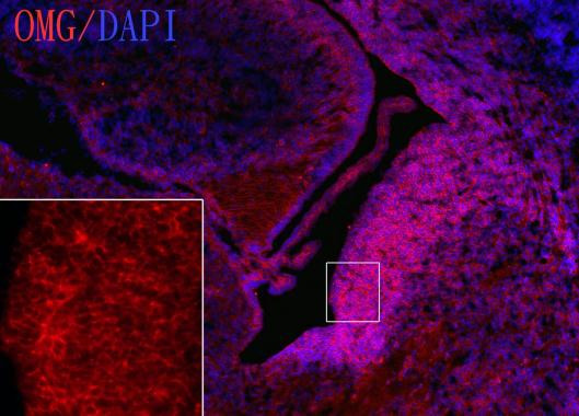 OMG Antibody in Immunohistochemistry (Frozen) (IHC (F))