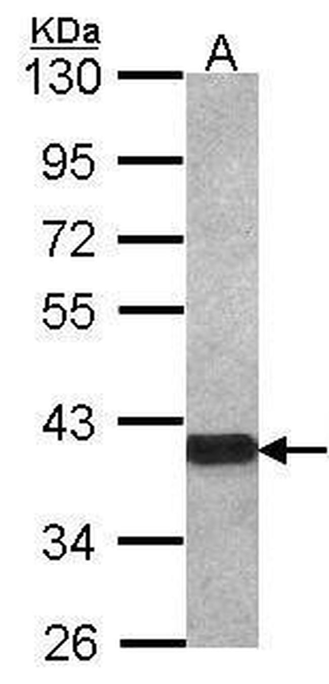 OMG Antibody in Western Blot (WB)