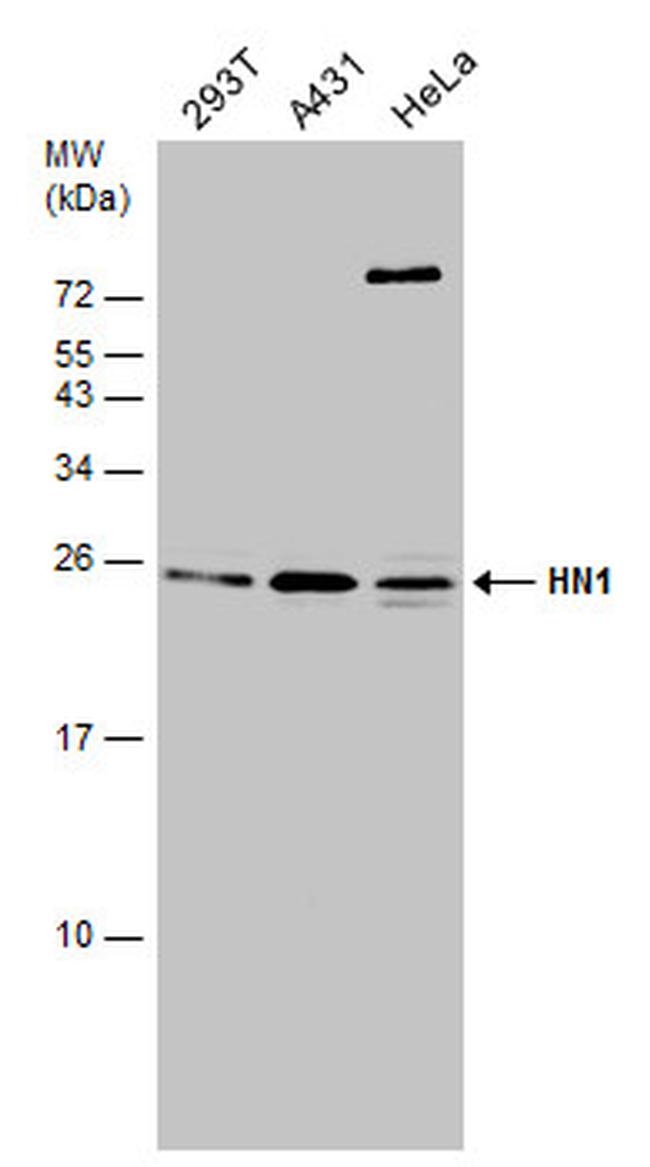 HN1 Antibody in Western Blot (WB)