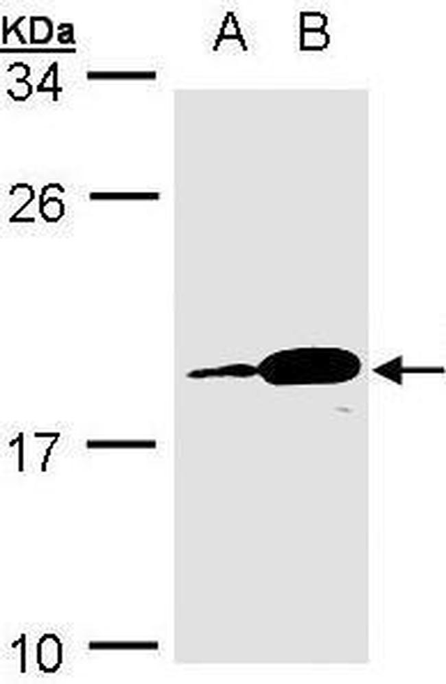MZB1 Antibody in Western Blot (WB)