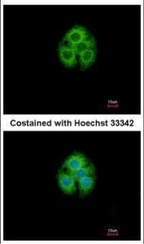 GLYATL1 Antibody in Immunocytochemistry (ICC/IF)