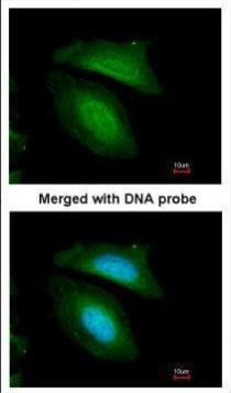 BZW2 Antibody in Immunocytochemistry (ICC/IF)