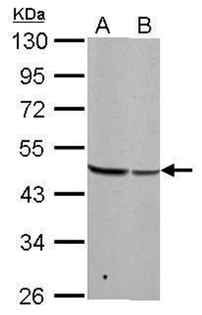 BZW2 Antibody in Western Blot (WB)