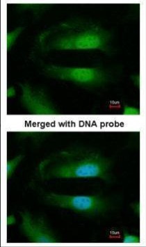 SEPHS1 Antibody in Immunocytochemistry (ICC/IF)