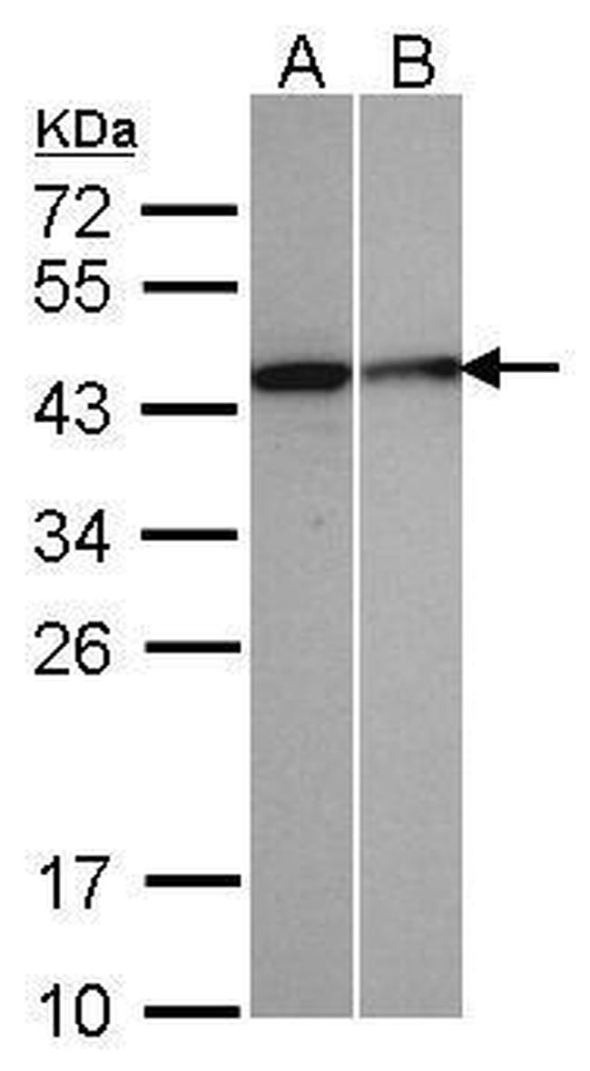 SEPHS1 Antibody in Western Blot (WB)