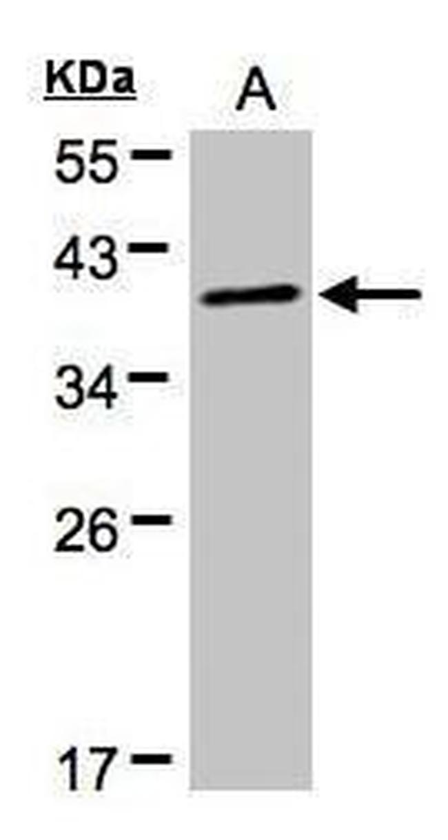 PKA alpha Antibody in Western Blot (WB)