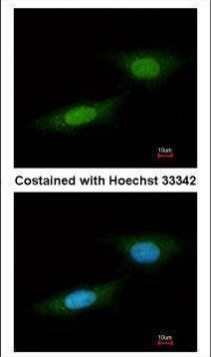 NLK Antibody in Immunocytochemistry (ICC/IF)