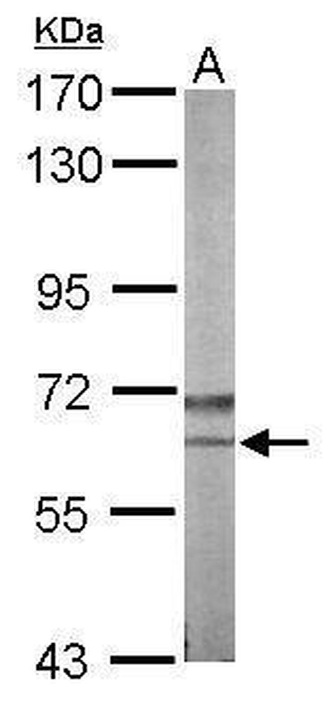 NLK Antibody in Western Blot (WB)