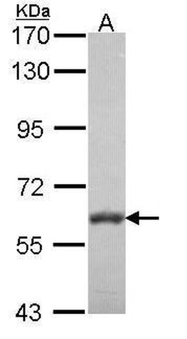 VAM1 Antibody in Western Blot (WB)