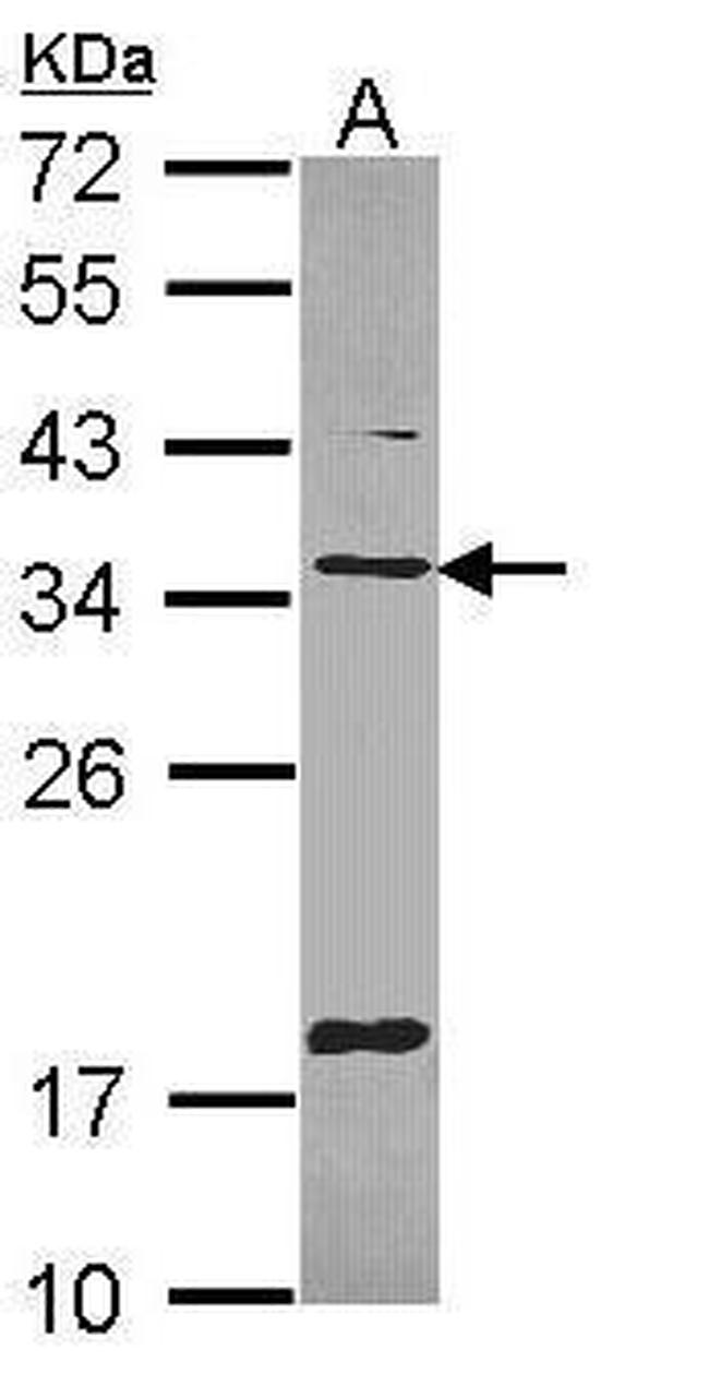 TMX Antibody in Western Blot (WB)