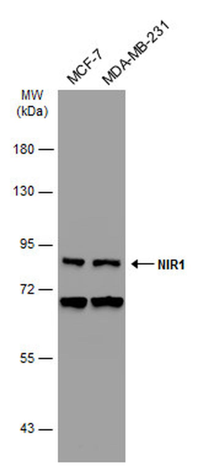 PITPNM3 Antibody in Western Blot (WB)