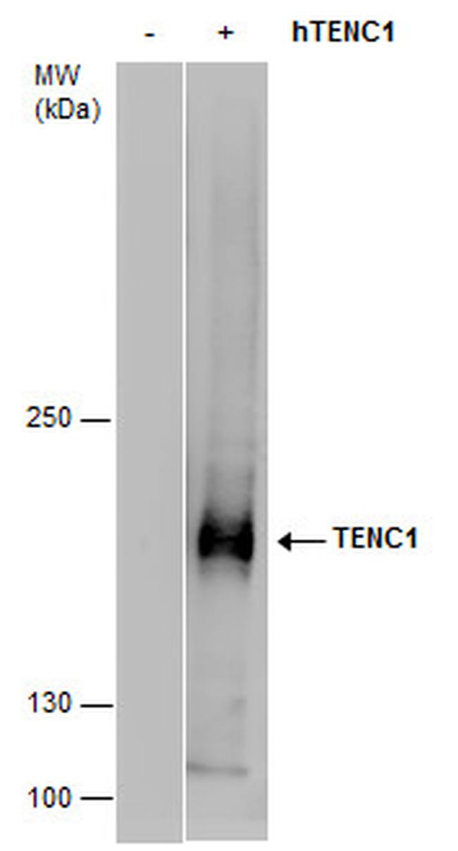 TENC1 Antibody in Western Blot (WB)