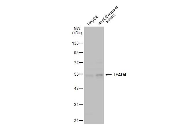 TEAD4 Antibody in Western Blot (WB)