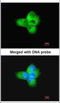 Tubulin alpha-1B Antibody in Immunocytochemistry (ICC/IF)