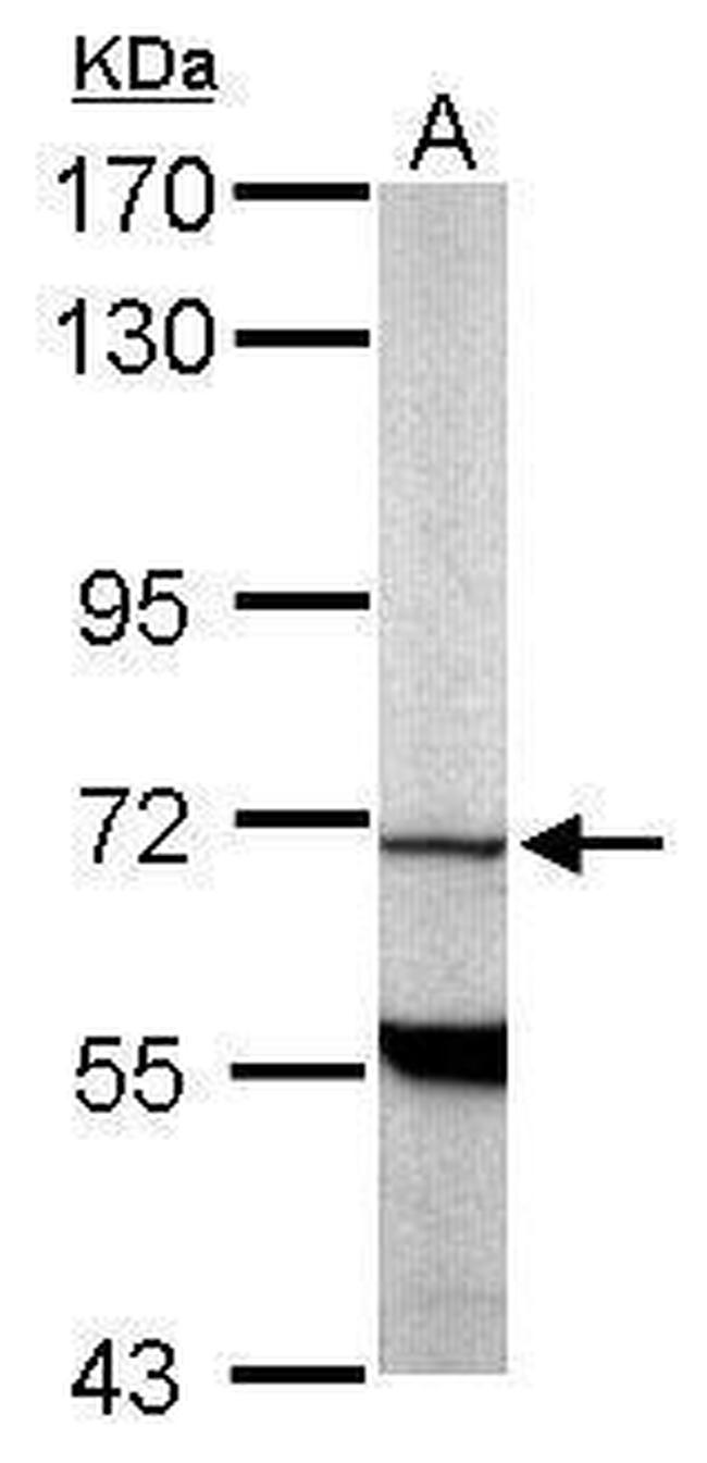 PDE9A Antibody in Western Blot (WB)