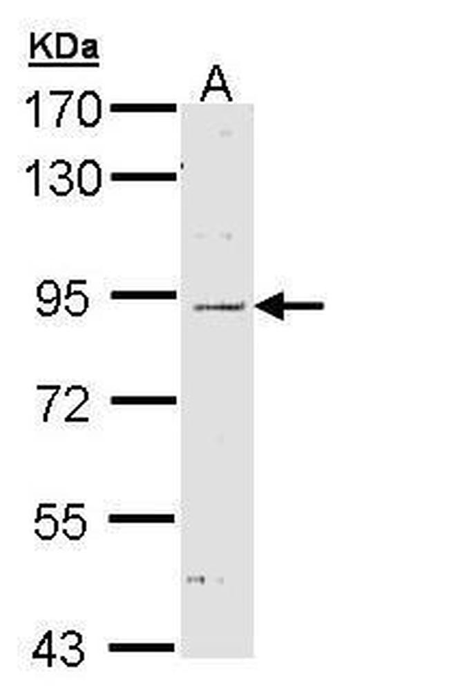 NOD1 Antibody in Western Blot (WB)