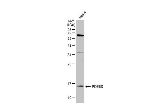 PDE6D Antibody in Western Blot (WB)